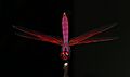 Crimson marsh glider, male @ Thrippunithura 02