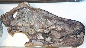 Diplodocus skull, DNM