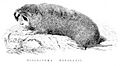 Diplostoma douglasii (syn. Thomomys bulbivorus)