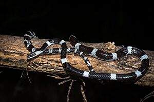 Dryocalamus davisonii - Common bridle snake.jpg