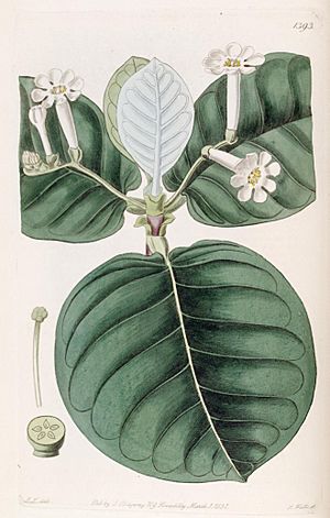 Edwards's botanical register (Plate 1393) (7794887190).jpg