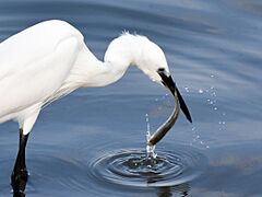 Egret Fish 2 Muttukadu TN Jan22 D72 22577