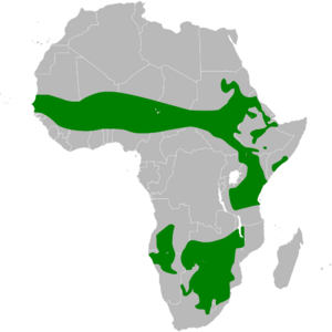 Eremopterix leucotis distribution map.png