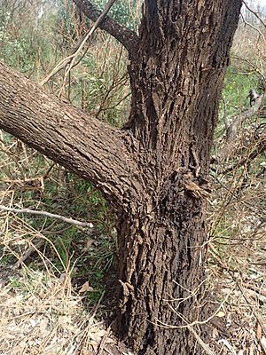 Eucalyptus cornuta trunk