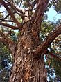 Eucalyptus microcorys - upper branch bark