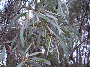 Eucalyptus polybractea leaf