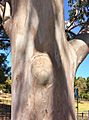Eucalyptus propinqua - trunk bark