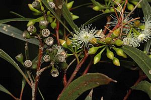Eucalyptus viridis buds