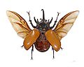 Eupatorus gracilicornis Vol