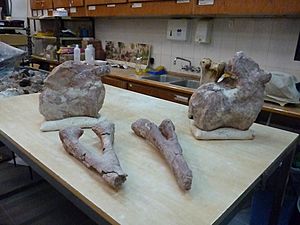 Fósiles del titanosauria del Chubut en el Museo Egidio Feruglio de Trelew 21