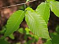 Fagus grandifolia beech leaves close