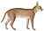 Felis caracal - 1818-1842 - Print - Iconographia Zoologica - Special Collections University of Amsterdam -(White Background).jpg