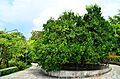 Friendship Tree Garden Museum 15