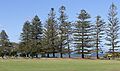 G.J. Walter Park Araucaria heterophylla trees
