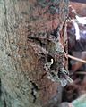 GT Silver Y moth hiding on a log