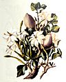 Gardenia thunbergia00