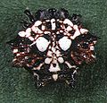 Gasteracantha.mammosa.female.1.-.tanikawa