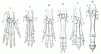 Gegenbaur 1870 hand homology