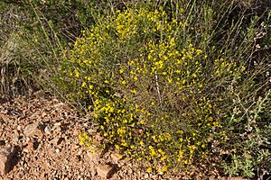 Gutierrizia californica-Matchweed (14163960302).jpg