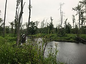 Hayes Pond 3 (Shoe Heel Creek)
