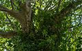 Hedera helix clinging on Platanus x hispanica, Agde, Hérault