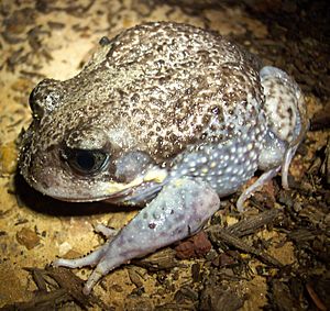 Giant burrowing frog Facts for Kids