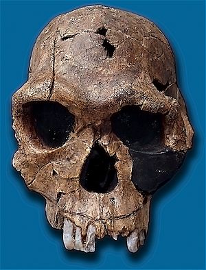 Homo habilis-KNM ER 1813