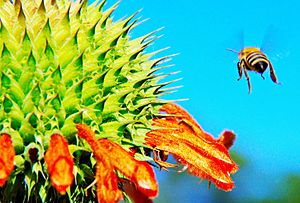 Honey Bee and Wild Dagga plant 01
