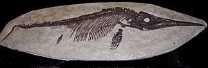 Ichthyosaurus sp 2