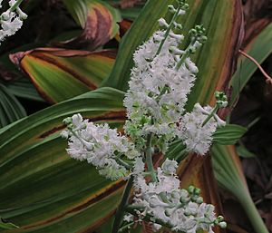 J20151015-0004—Veratrum fimbriatum—RPBG (22102272290).jpg