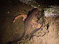 Japanese giant salamanders in Tottori Prefecture, Japan