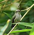 Juvenile - Anna's Hummingbird - Sarah Stierch - C