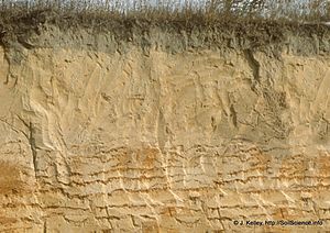 Lamella clay-sandy soil