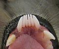 Lemur catta toothcomb
