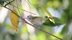 Lesser Greenlet (Hylophilus decurtatus) (7222933432).jpg