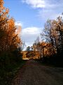 Liard autumn