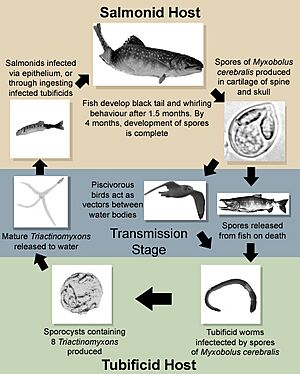 LifeCycle(Myxobolus cerebralis)