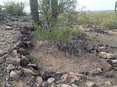 Los Robles Archaeological District Cerro Prieto Arizona 2014