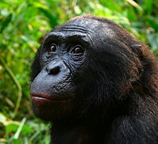 Male Bonobo Lola ya Bonobo 2008.jpg
