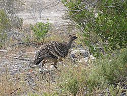 Mallee fowl 1