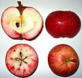 Malus - Schoener aus Bath - inside