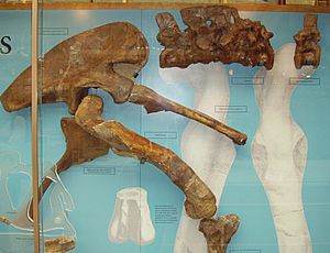 Megalosaurus fragments