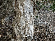 Melaleuca globifera (bark)