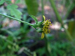 Melanthera micrantha subsp. micrantha (6327475355)