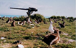 Midway atoll albat