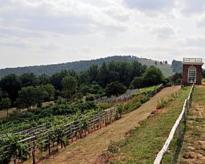 Montecello vineyard