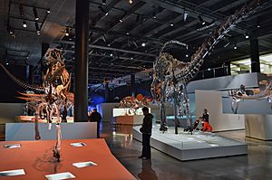 Morian Hall of Paleontology - Houston Museum of Natural Science 2