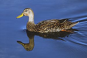 Mottled Duck at Bailey Tract Pond