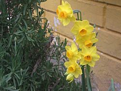 Narcissus 12 7 8 3.jpg