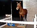 Nero the Horse (2829136885)